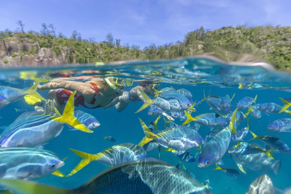 Airlie Beach: Adults-Only Whitehaven Beach Sailing Tour - Frequently Asked Questions