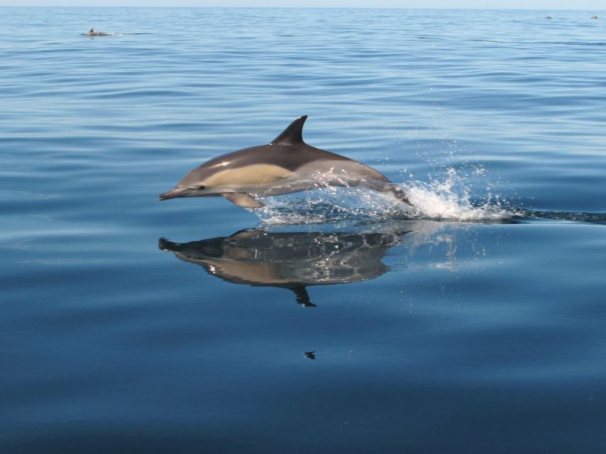 Albufeira: Benagil Cave and Dolphin Sightseeing Boat Cruise - Starting Location