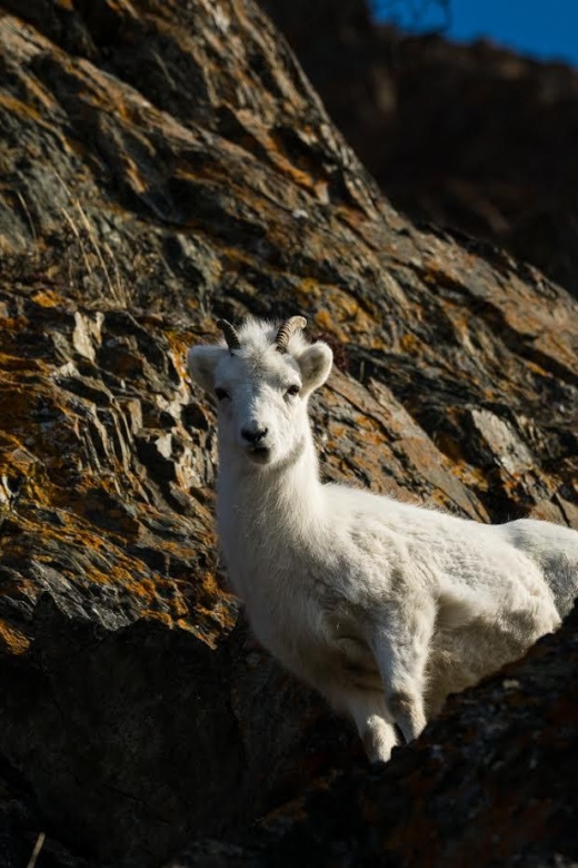 Anchorage: Turnagain Arm Highlights Photography Day Trip - Off-the-Beaten-Path Locations