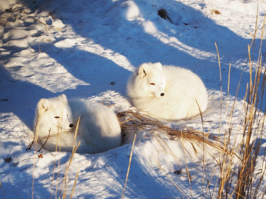 Arctic Day: Wildlife & Hot Springs | Half Day - Booking Information