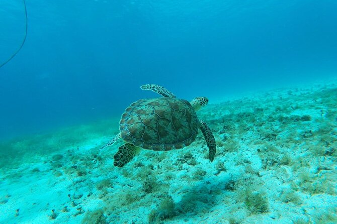 Aruba Seabob Scooter Reef Tour  - Booking and Confirmation Process