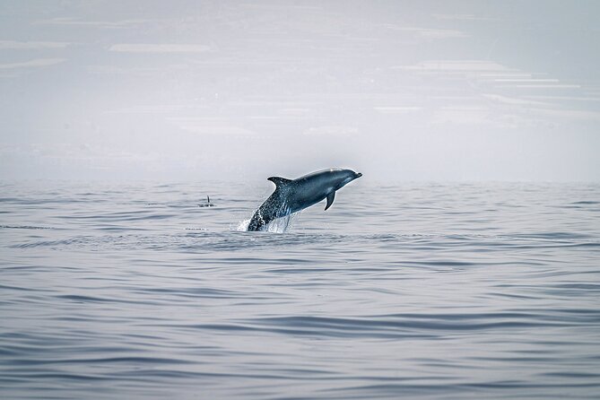 Be Whale Wise - Silent Whale & Dolphin Watching in a Small Group - Small Group Whale & Dolphin Viewing