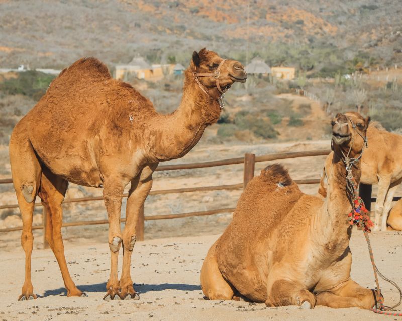 Beach Camel Ride & Encounter in Cabo by Cactus Tours Park - Local Flora and Fauna