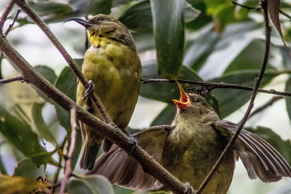 Big Island: Native Bird Watching & Hiking Tour - Tour Restrictions