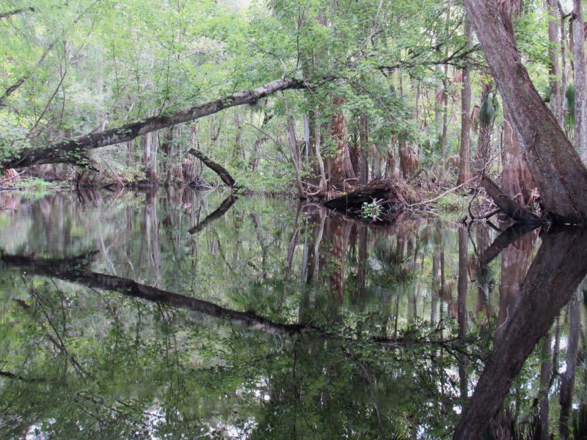 Blackwater Creek: Exclusive Nature Escape Kayak Adventure - Professional Certified Guide