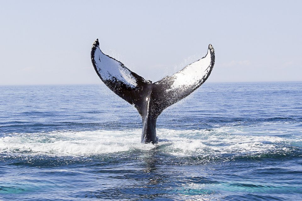 Boston: Whale Watching Catamaran Cruise - Highlights and Features