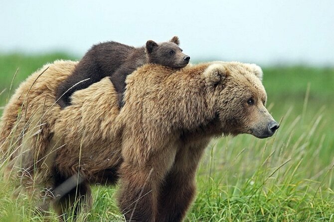 Brown Bears Safari Near Vlad the Impaler Castle and Top Gear Road - Cancellation Policy