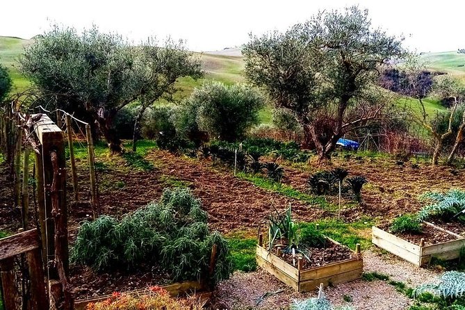 Brunello Wine Tour and Val D'orcia Landscape - Visiting the Local Winery