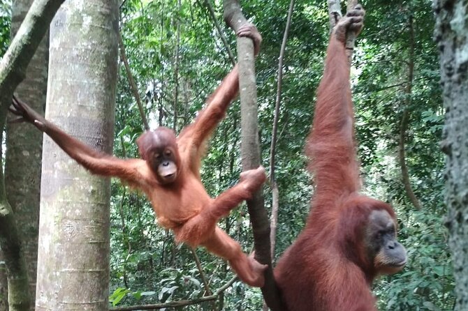 Bukit Lawang 2 Day 1 Night With Camping - Trip Details and Limitations