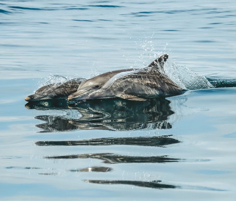 Byron Bay: Cruise With Dolphins Tour - Customer Reviews