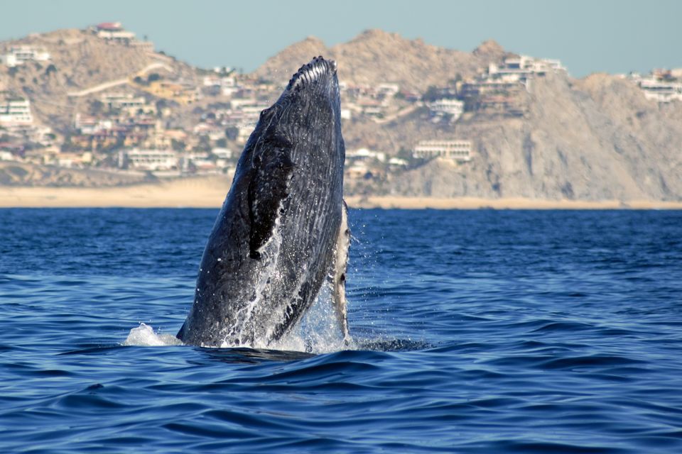 Cabo San Lucas: Whale Watching Catamaran Experience - Frequently Asked Questions