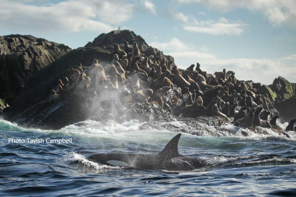 Campbell River: Salish Sea Whale Watching Adventure - Itinerary Flexibility and Weather Conditions