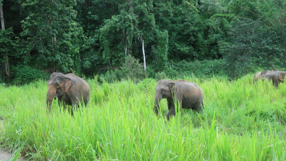 Chiang Mai: 2-Day Jungle Trek With Elephant Farm & Raft Ride - Tour Inclusions