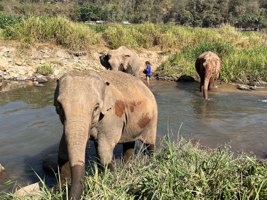 Chiang Mai: Doi Suthep Temple & Elephant Sanctuary Day Trip - Important Information for Travelers