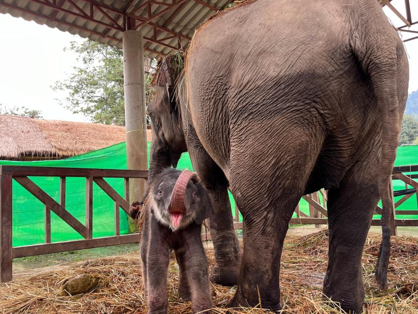 Chiang Mai: New Elephant Home Elephant Care Program - Pickup and Meetup