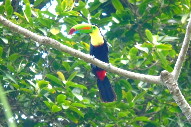 Cruiseline Excursion Colon: Rainforest, San Lorenzo Fort and Canal Expansion - Environmental Insights