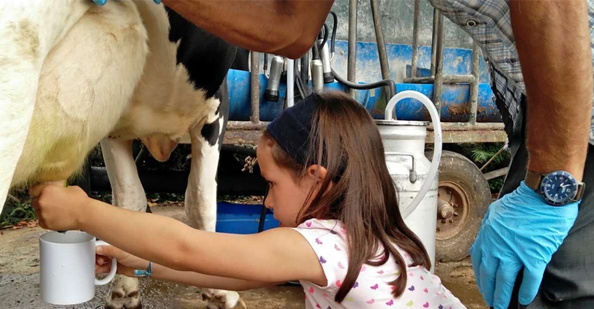 Dairy Farm Visit and Cow Milking Experience in Azores - Enricas Review