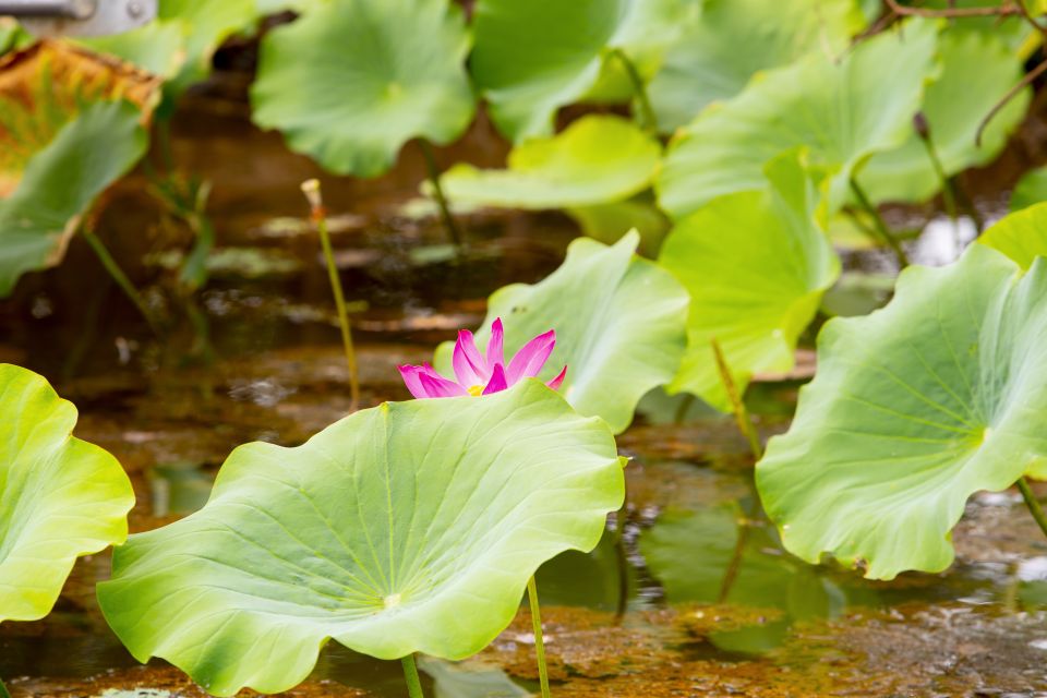 Darwin: Kakadu & Nourlangie Day Trip Plus Billabong Cruise - Customer Reviews