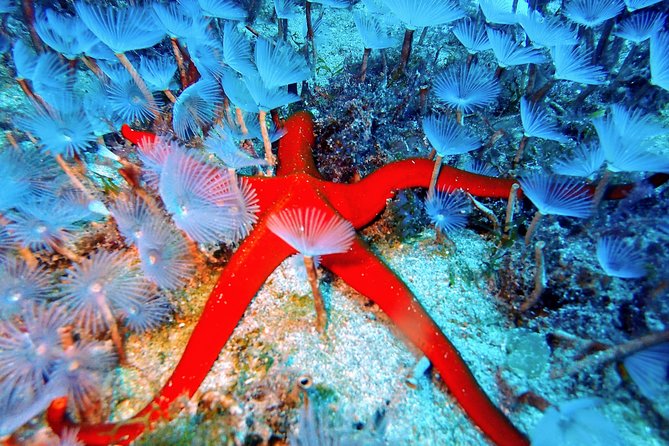 Discover Scuba Diving - Photos and Additional Information