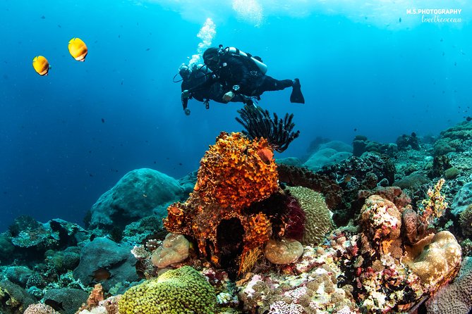 Discover Scuba Diving in Pemuteran - Diving Initiation in Bali (Menjangan Park) - Booking and Cancellation Policy