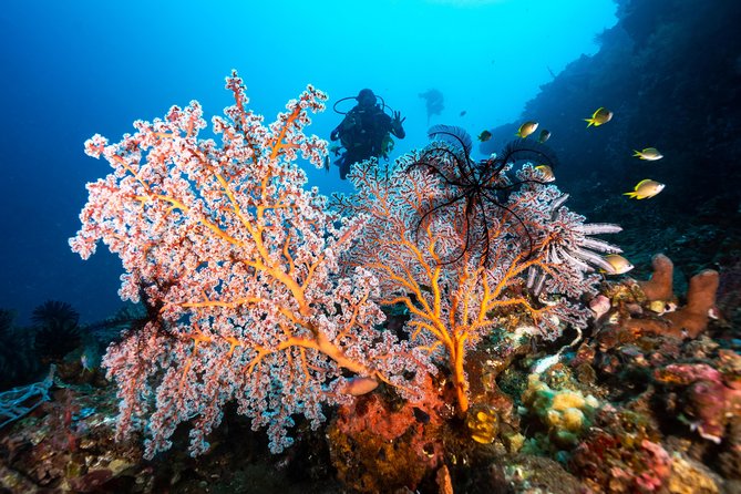 Discover Scuba Diving in Tulamben - Diving Initiation in Bali Best Diving Sites - Certified Instructor and Safety Precautions