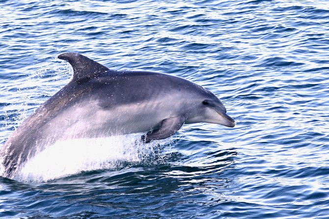 Dolphin Search - Dolphin Quest - Weather-Dependent Tour Rescheduling