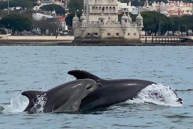 Dolphin Watching in Lisbon - Suitability and Requirements