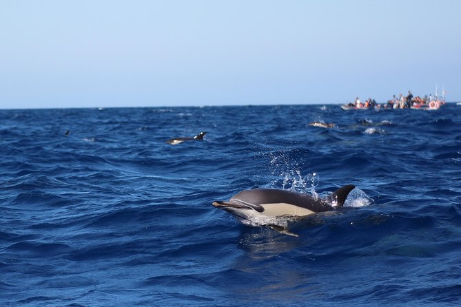 Dolphin-Watching in Marina De Lagos - Customer Testimonials and Recognition