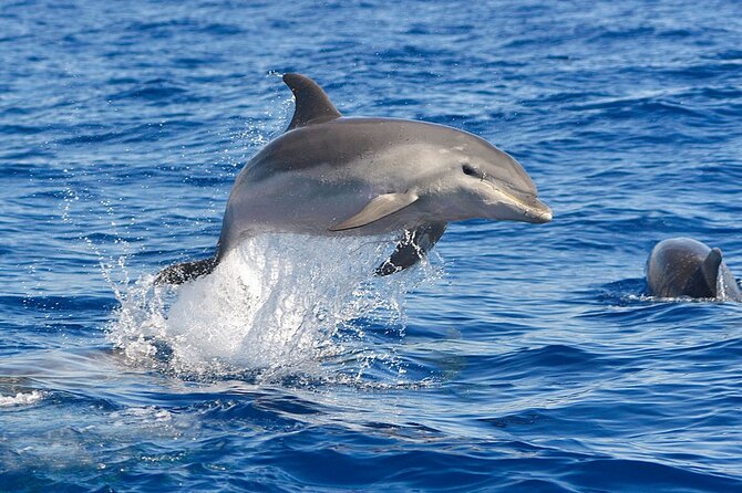 Dolphin Watching Tour With Snorkeling From Olbia - Spotting Bottlenose Dolphins and Wildlife