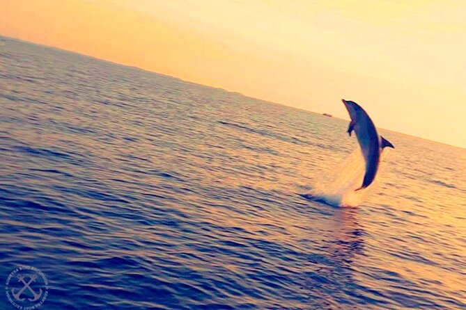 Dolphins Watching in the National Park Brijuni From Pula - Dolphin Watching Experience