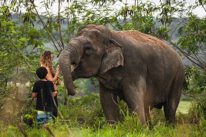 Elephant Jungle Sanctuary: Half Day Afternoon Program - How to Book