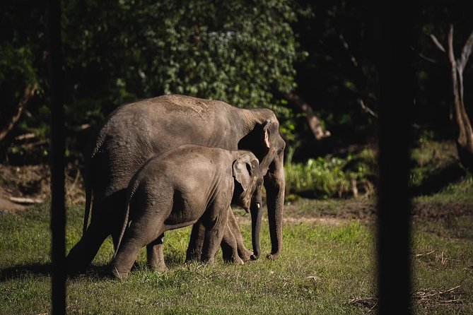 Elephant Jungle Sanctuary: Half Day Morning Program - Confirmation, Accessibility, and Cancellation Policy