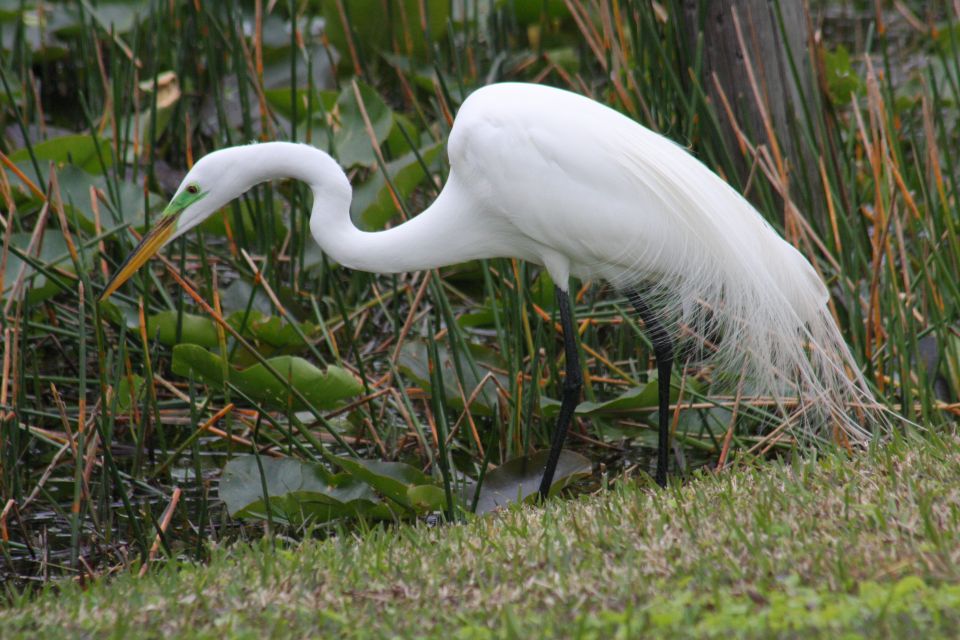 Everglades Day Safari From Sanibel, Fort Myers & Naples - Additional Tips