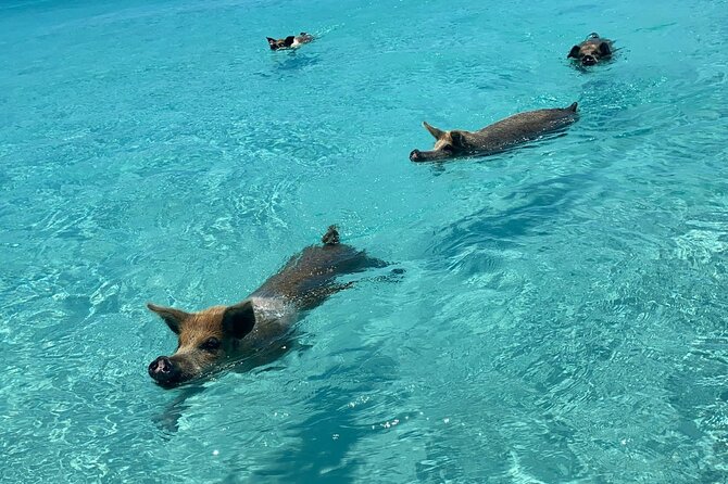 Exuma Powerboat Tour From Nassau With Swimming Pigs - Customer Reviews