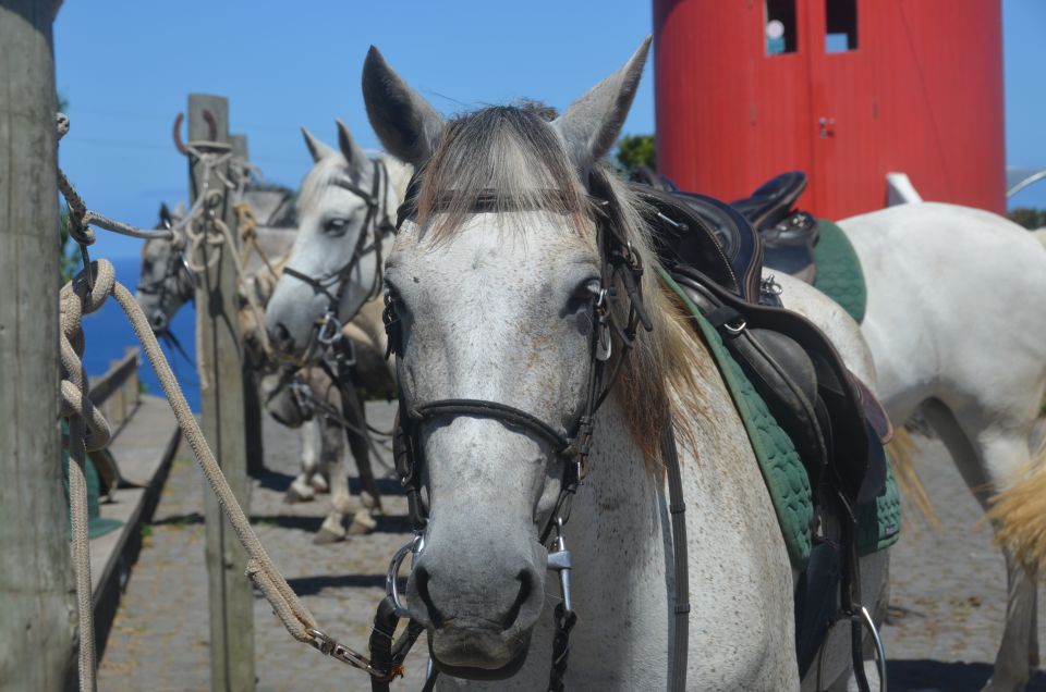 Faial Island: Horseback Riding on Lusitano Trail - Inclusions and Briefing