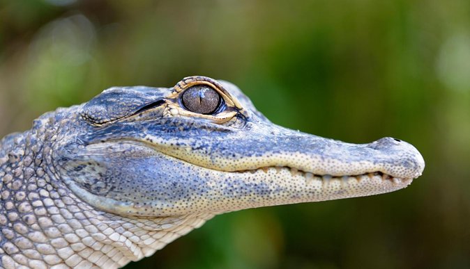 Florida Everglades Airboat Tour and Wild Florida Admission With Optional Lunch - Booking and Cancellation Policy