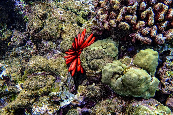 Four Winds II Molokini Snorkeling Tour From Maalaea Harbor - Frequently Asked Questions