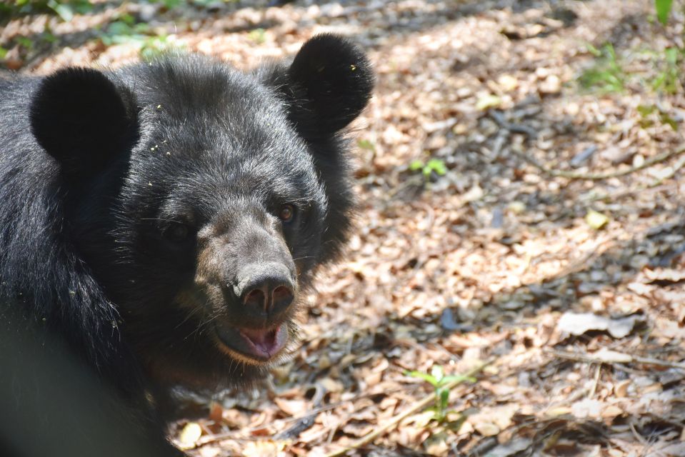 From Bangkok: Wildlife Rescue and Elephant Rescue Tour - Inclusions