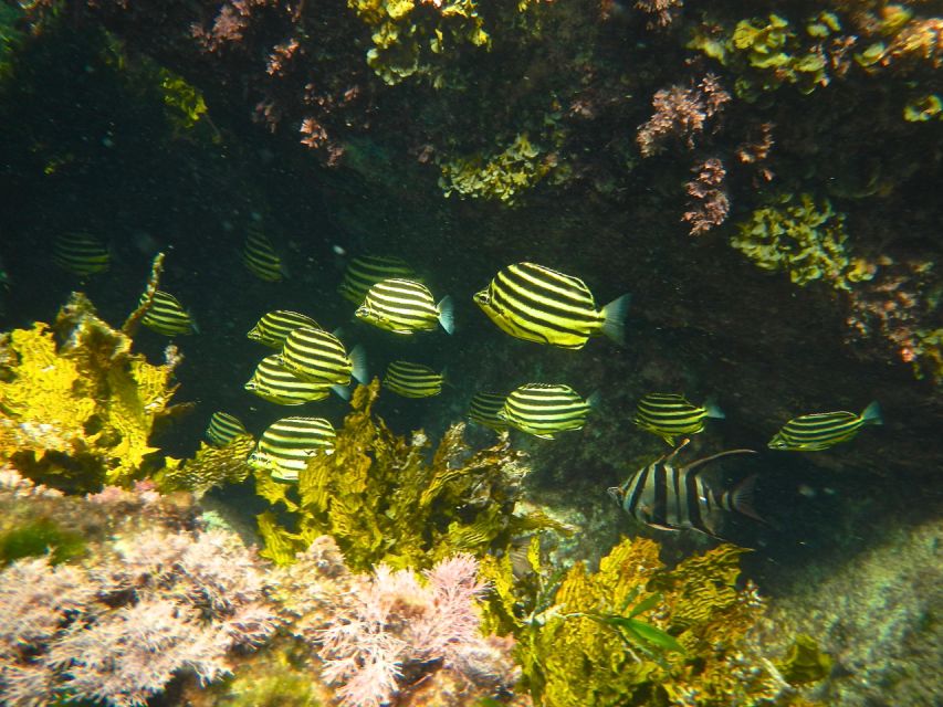 From Busselton: Half-Day Coastal and Wildlife Eco Tour - Recap