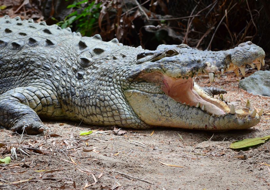 From Cairns: Daintree Wilderness & Cape Tribulation Bus Tour - Directions