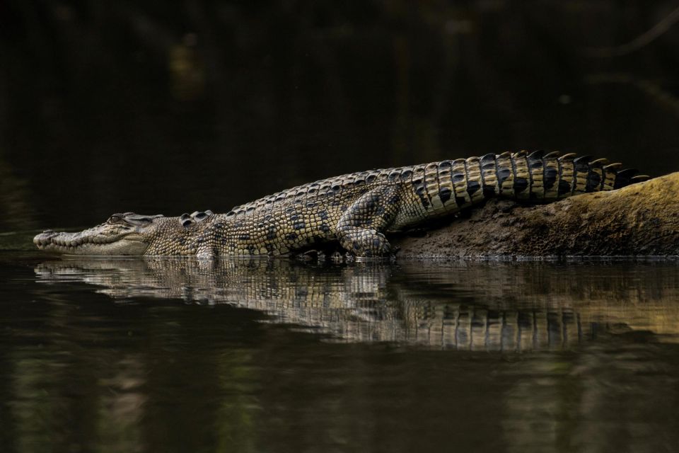 From Cairns: Mossman Gorge Tour & Daintree Rainforest Cruise - Transportation Details