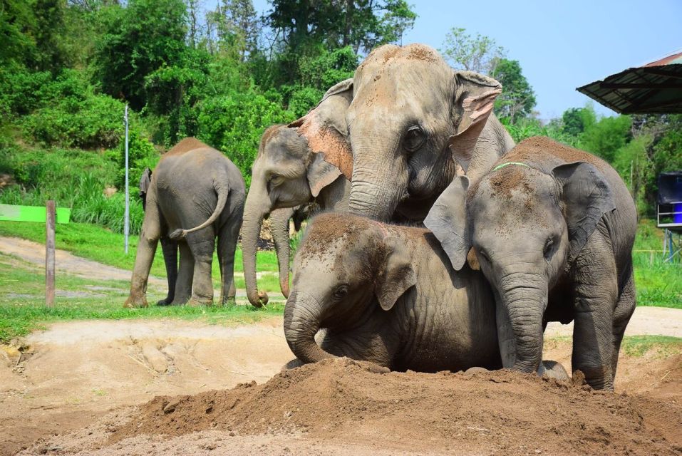 From Chiang Mai: Elephant Care Program and Nursery Tour - Important Information