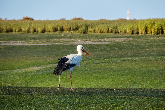 From Faro: Ria Formosa Eco Tour Guided by Marine Biologist - Tour Cancellation Policy