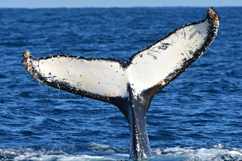 From Fremantle: 2-Hour Luxury Whale-Watching Cruise - Meeting Point