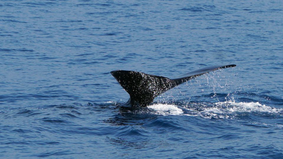 From Funchal: Ecological Catamaran Dolphin Whale Watching - Important Policies