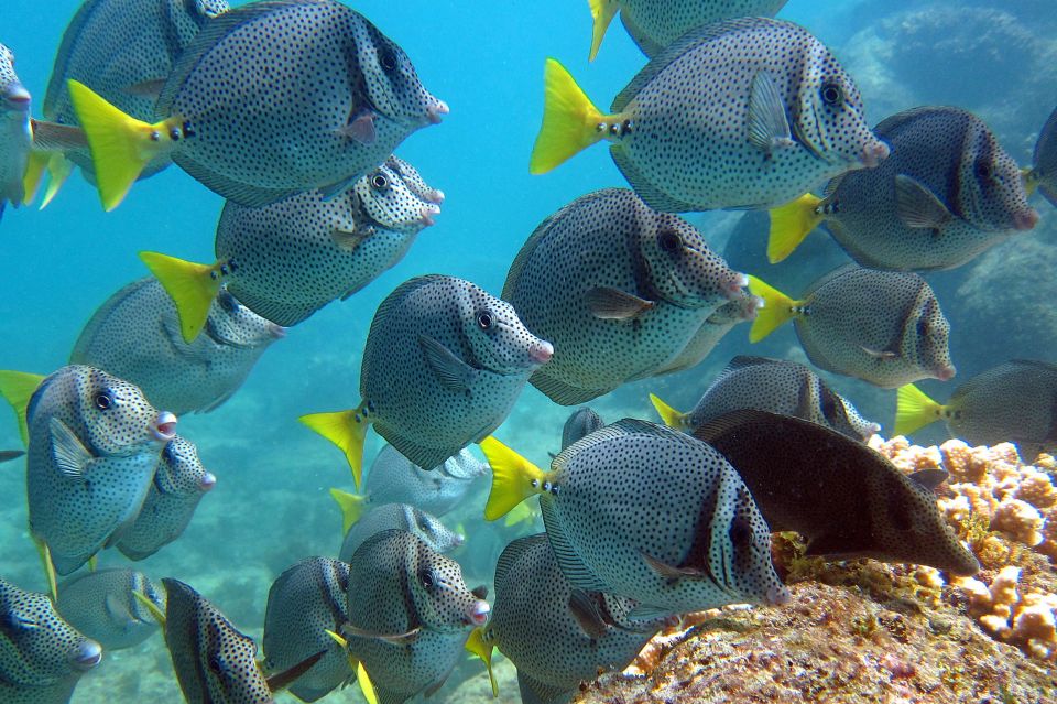 From La Paz: Swim With Sea Lions & Espíritu Santo Boat Tour - Included and Excluded Services