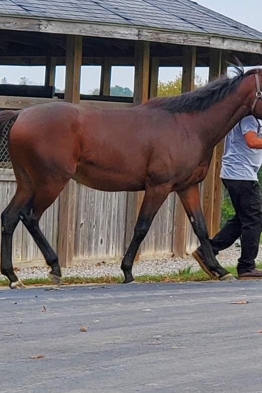 From Lexington: Kentucky Horse Farms Tour - Booking and Cancellation Policy