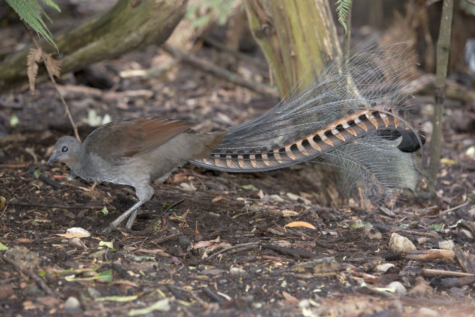 From Melbourne: Dandenong Ranges Private Day Tour - Recap