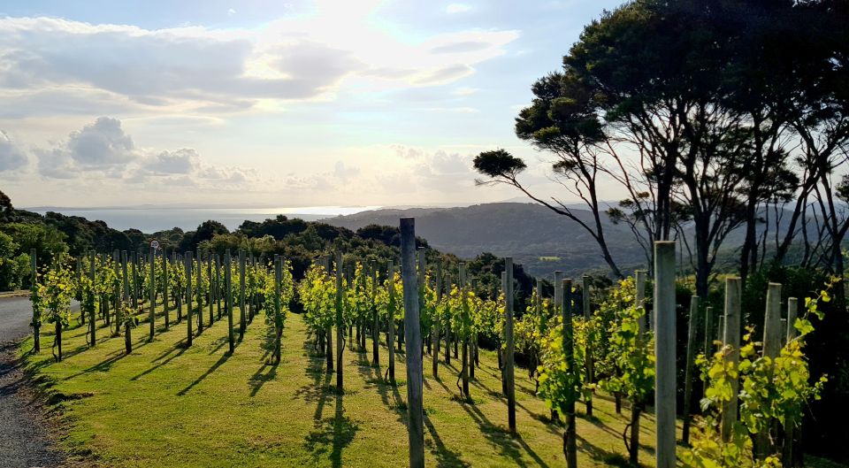 From Waiheke: Waiheke Island Tour W/ Wine and Food Tastings - Local Guides