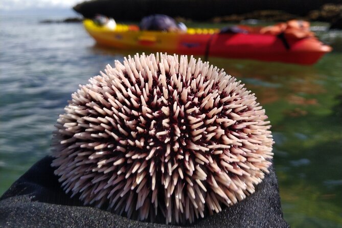 Full Day Kayak&Coasteering Adventure - Cancellation Policy